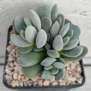 Crassula tecta