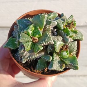 Faucaria Mounstrosa