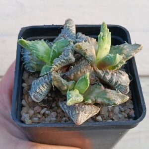 Faucaria Mounstrosa