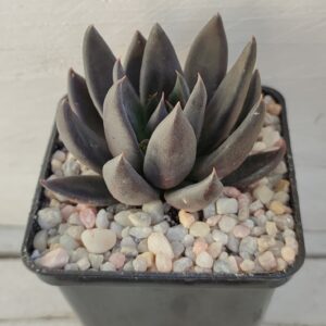 Echeveria affinis