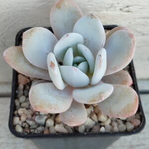 Echeveria laui