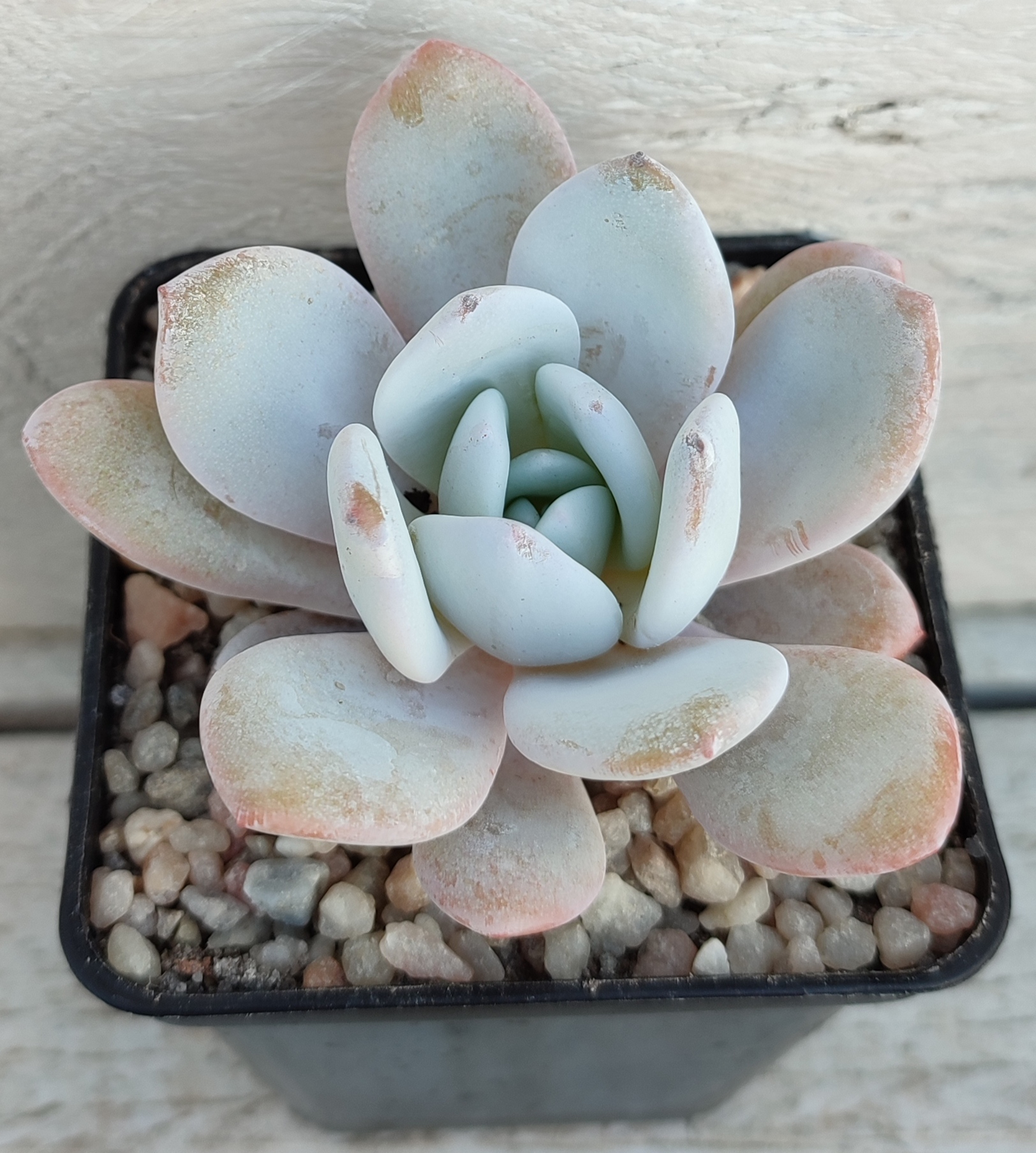 Echeveria laui