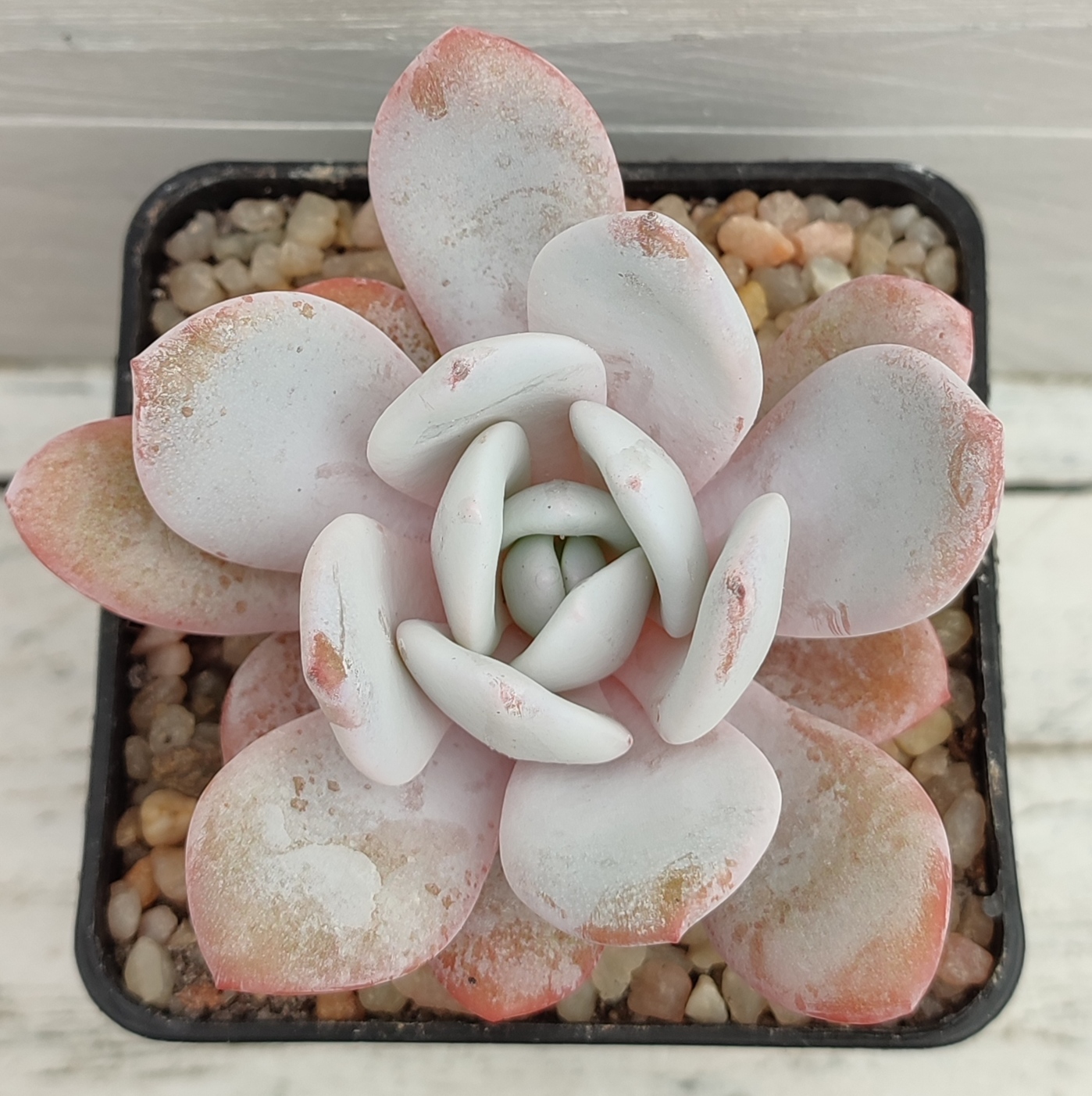 Echeveria laui - Imagen 2