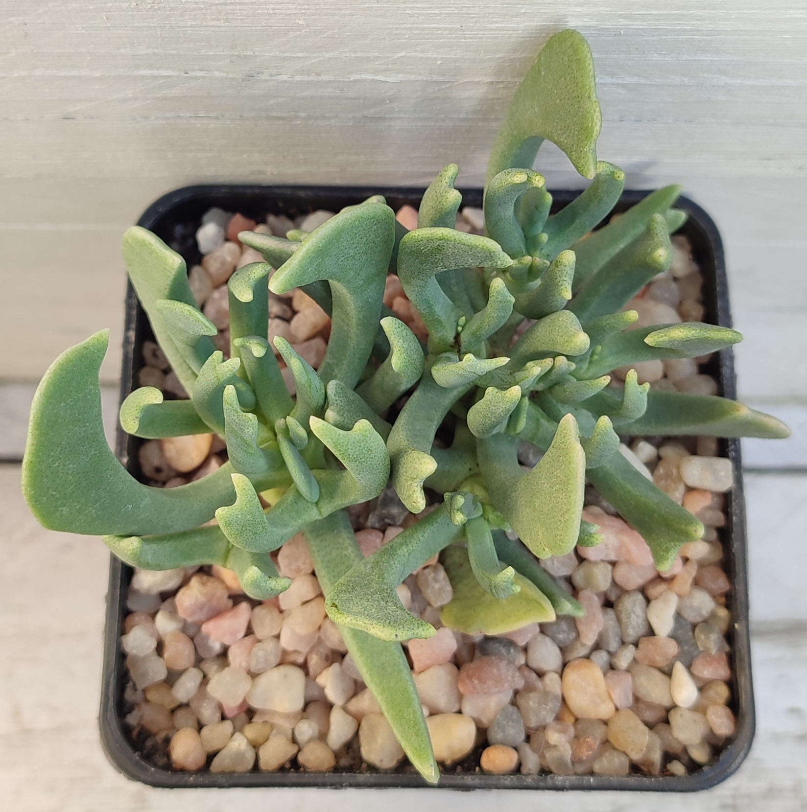 Rhombophyllum dolabriforme - Imagen 2