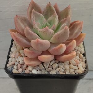 Graptoveria melody