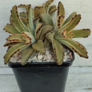 Kalanchoe tomentosa nigra