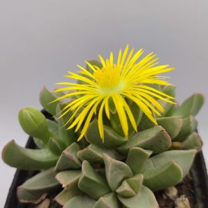 Machairophyllum brevifolium