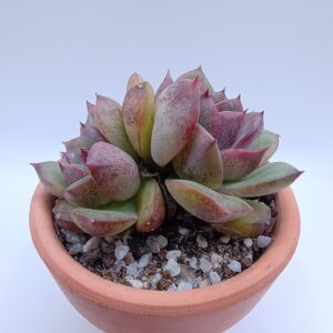 Echeveria black rose 2 cabezas