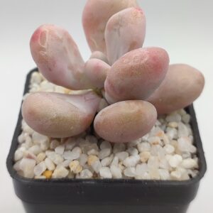 Pachyphytum Oviferum Pink