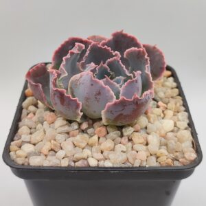 Echeveria neon breakers