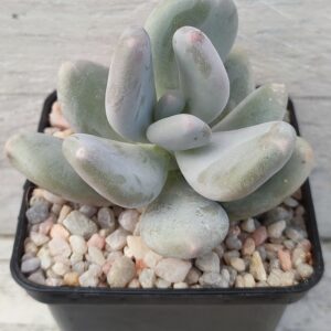 Pachyphytum Oviferum