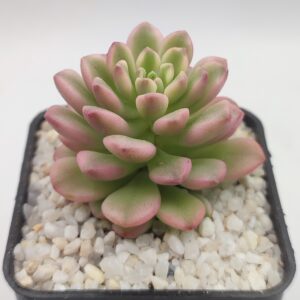 Sedum Joyce tolluch variegado