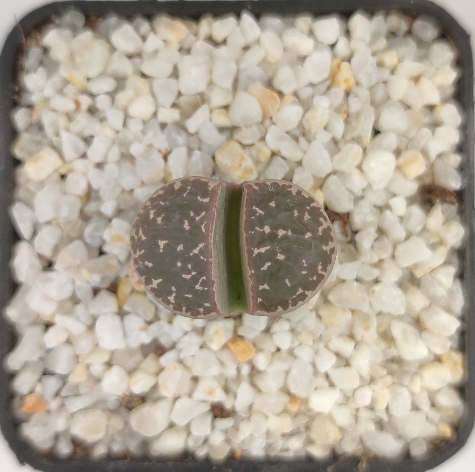 Lithops helmutii C271