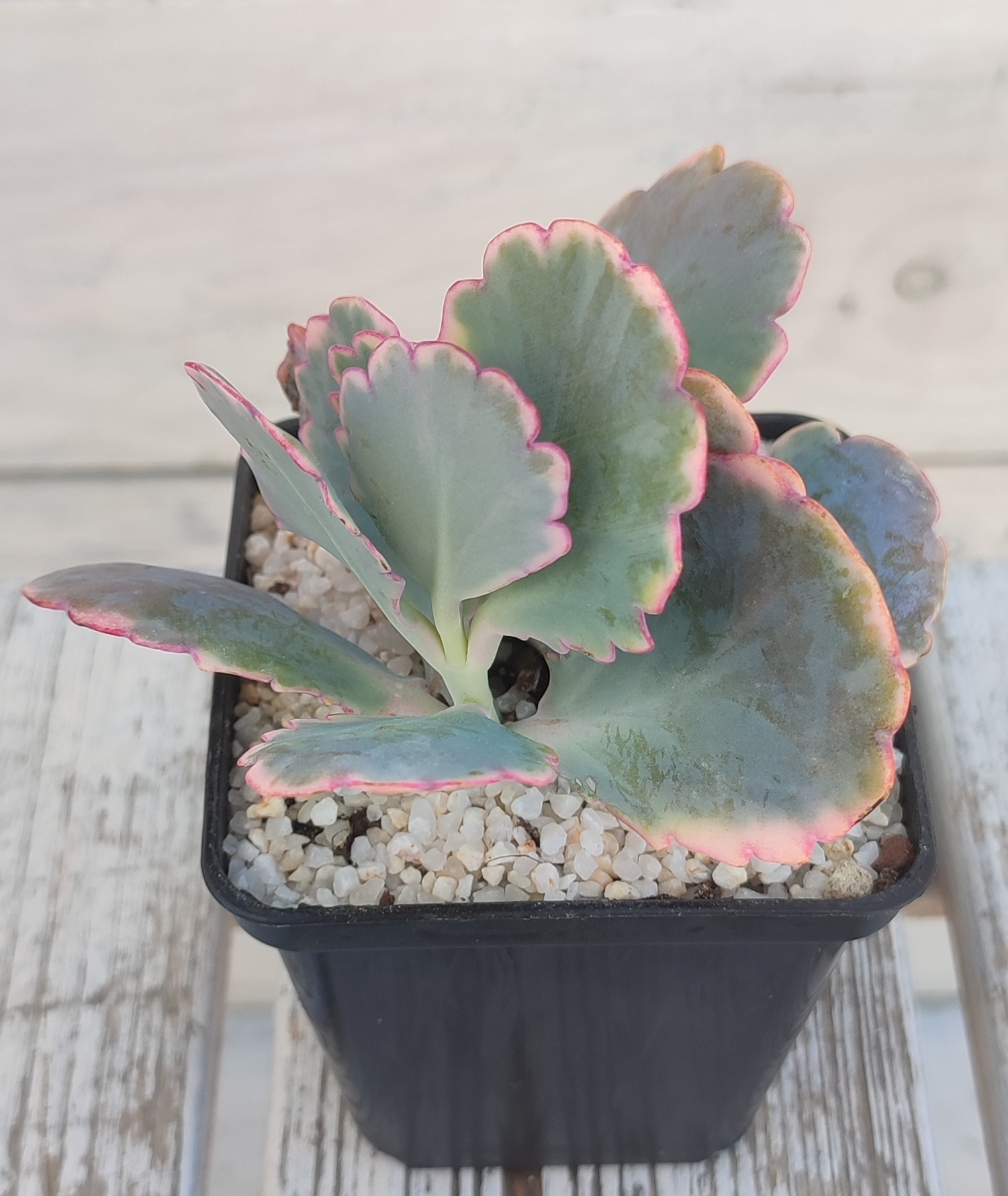 Kalanchoe Fedtschenkoi Variegata