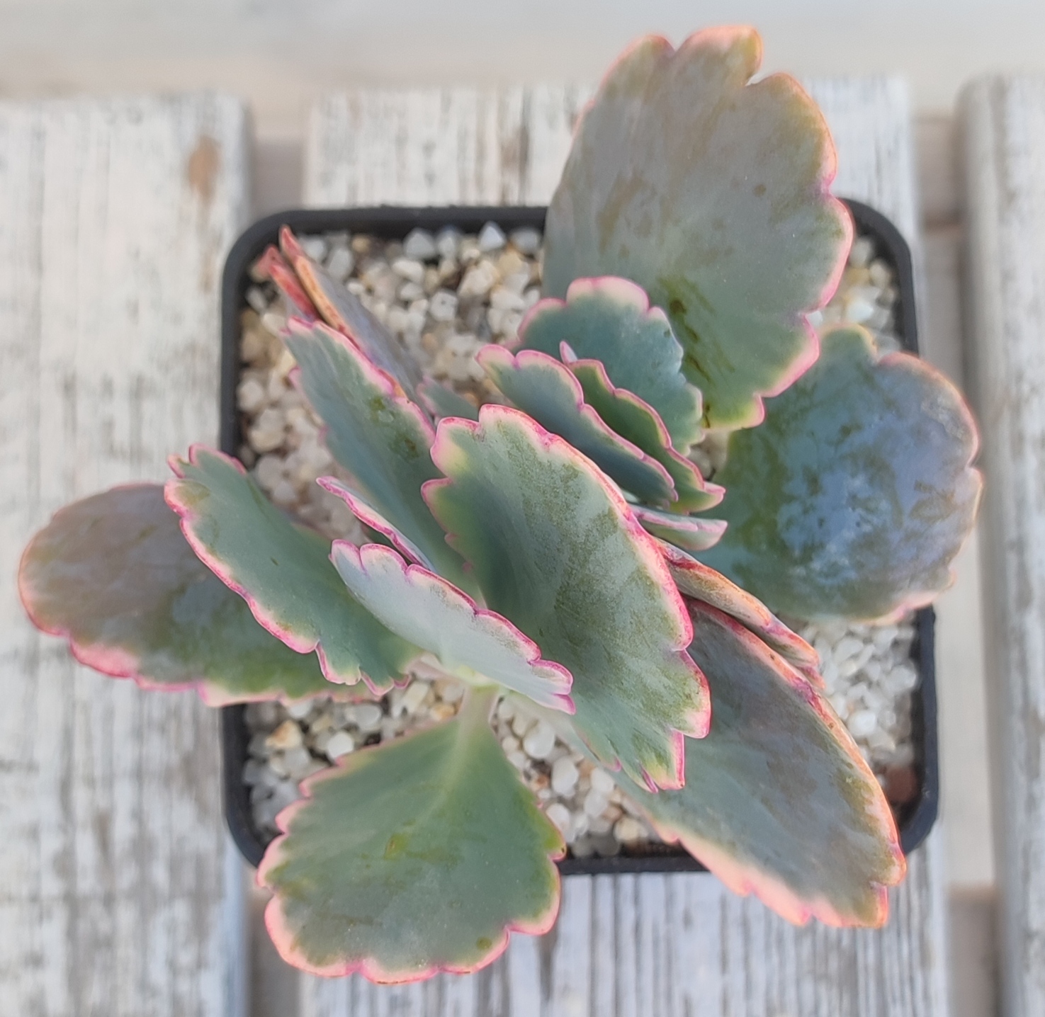 Kalanchoe Fedtschenkoi Variegata - Imagen 2