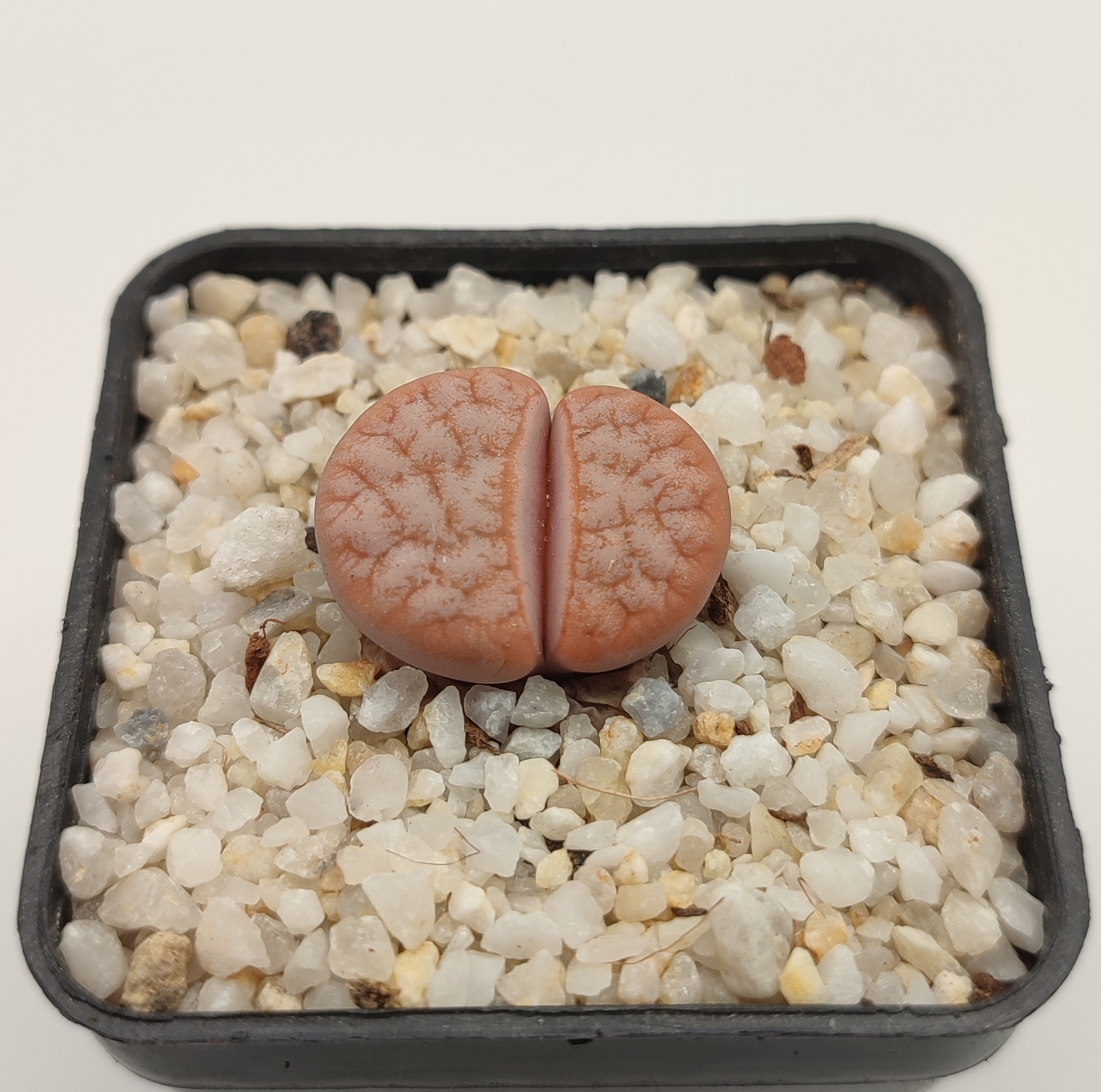 Lithops gracilidelineata 'Café au Lait' C309A