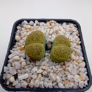 Lithops fulviceps 'Aurea'