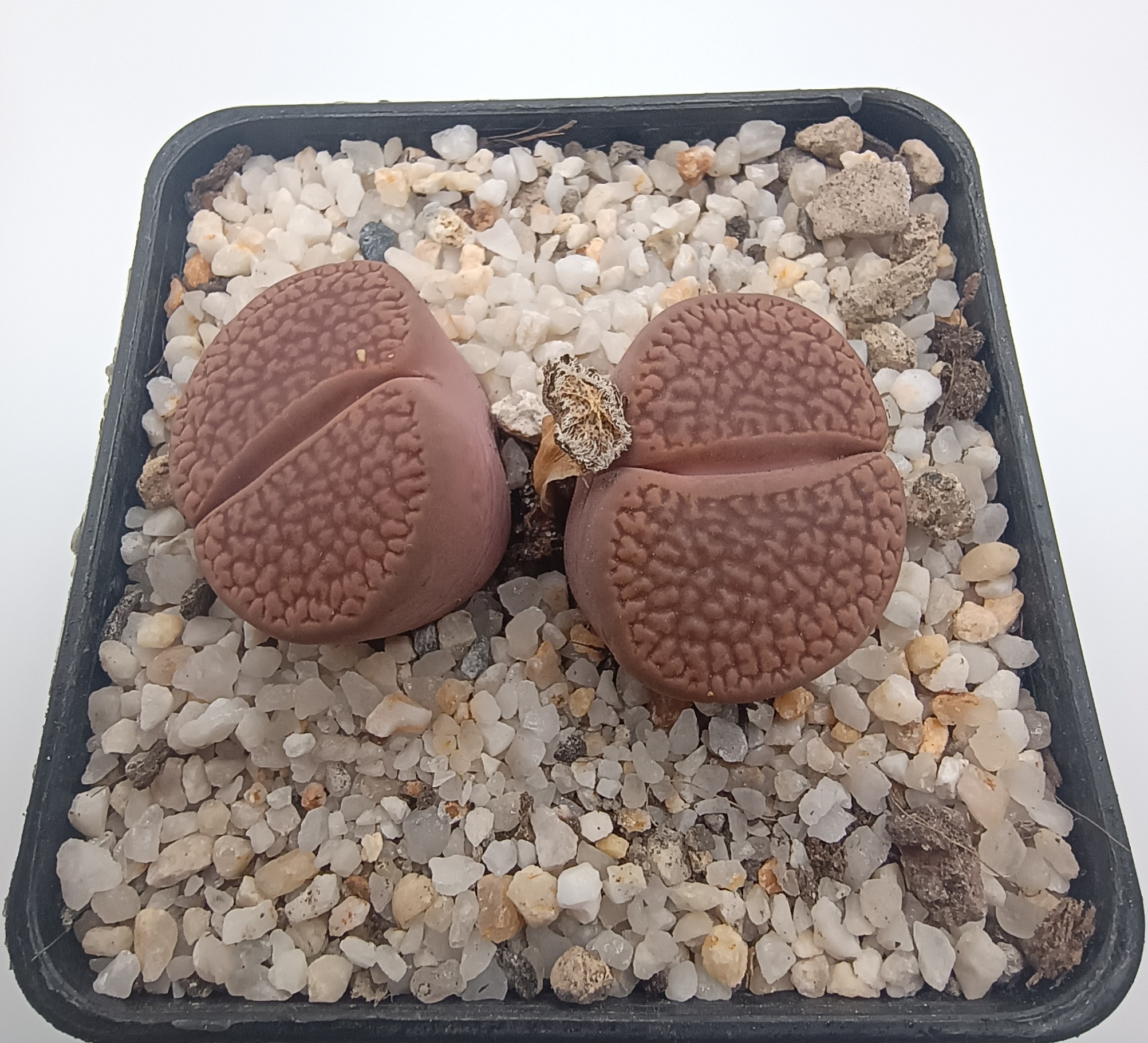 Lithops hookeri