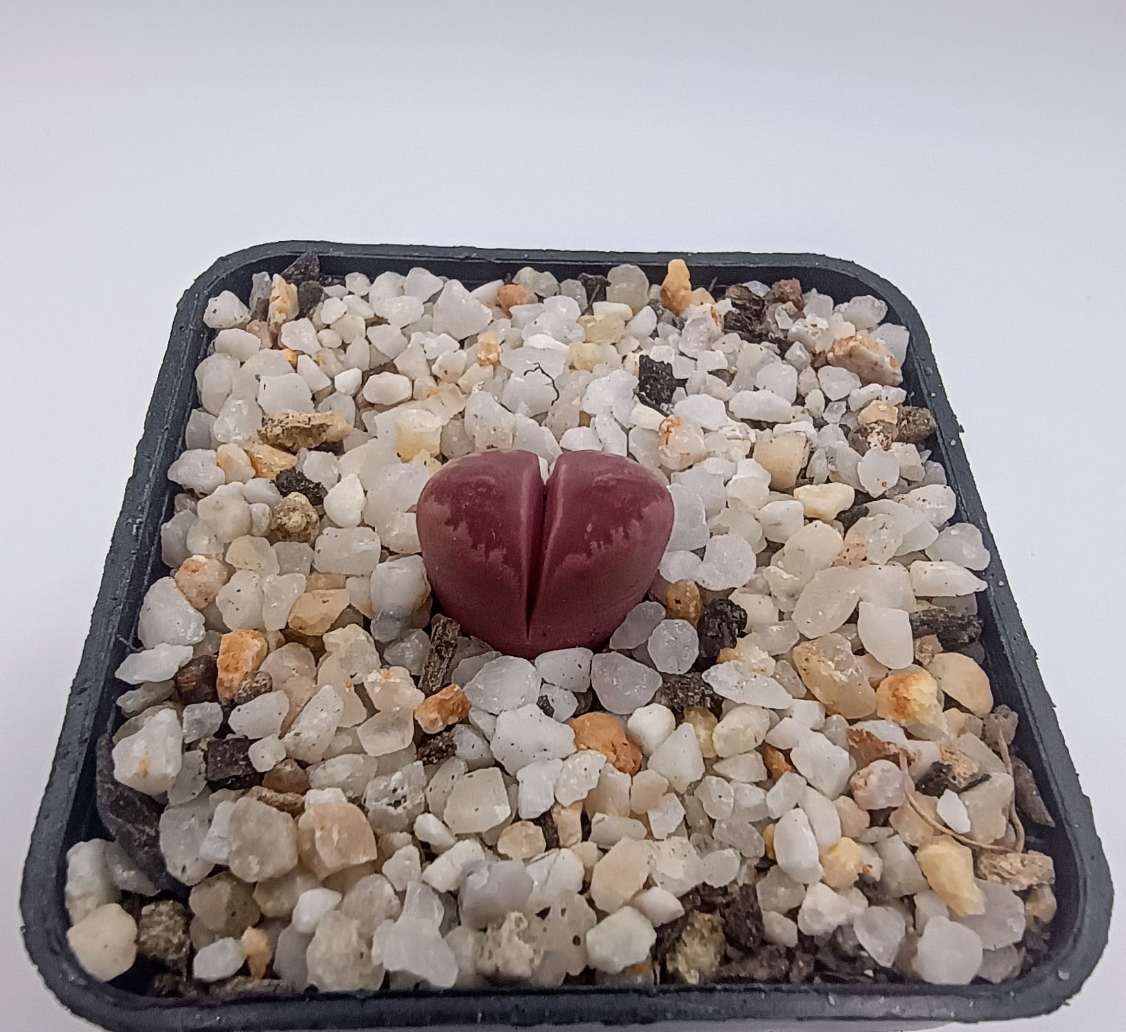 Lithops optica 'Rubra'