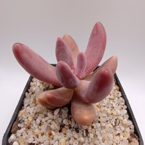 Pachysedum ganzhou