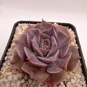Echeveria "Rob Roy"