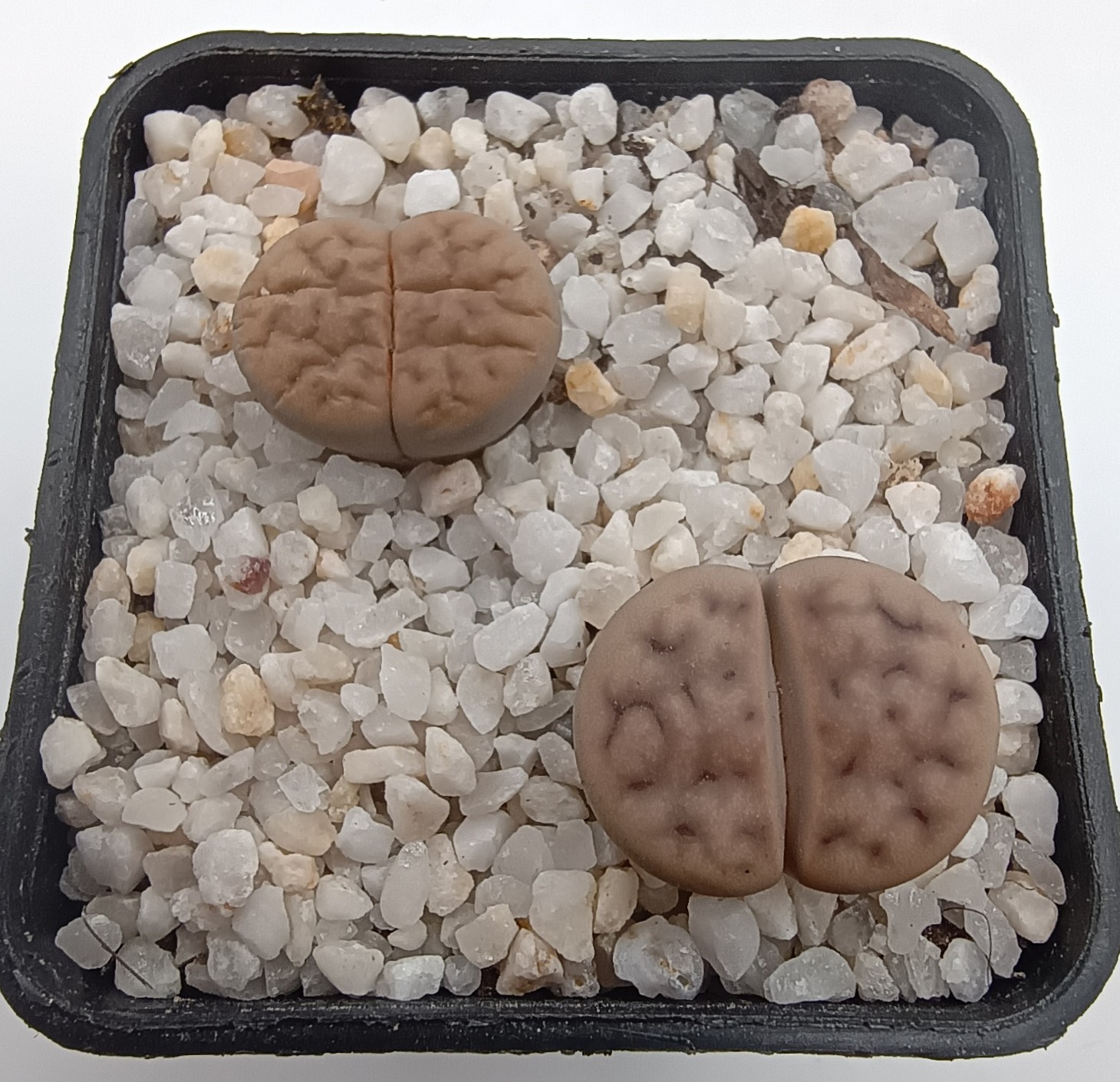 Lithops karasmontana - Imagen 2
