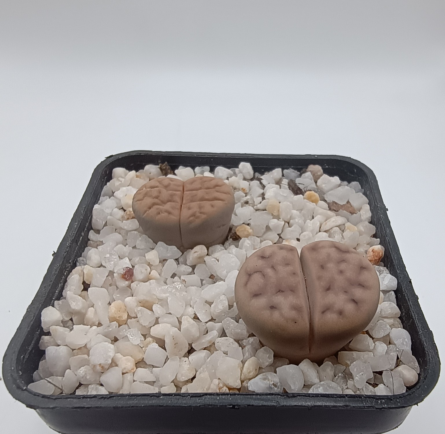 Lithops karasmontana