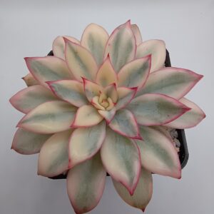 Echeveria Esther variegada