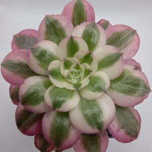 Aeonium Pink Witch
