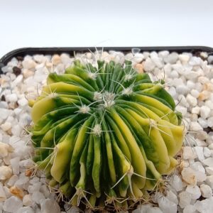 Echinofossulocactus multicostatus Variegata