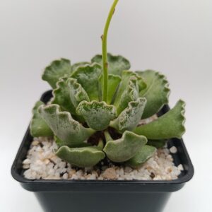 Adromischus cristatus