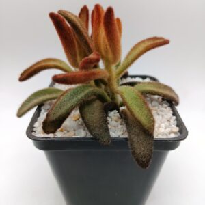 Kalanchoe tomentosa chocolate soldier