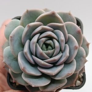 Echeveria Amazing Grace
