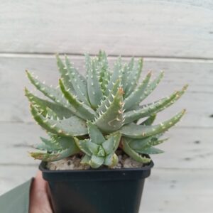 Aloe hibrido