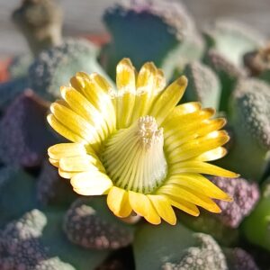 Titanopsis calcarea