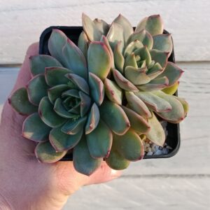 Echeveria Kisses