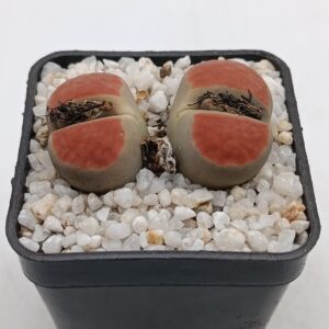 Lithops karasmontana 'Lateritia'