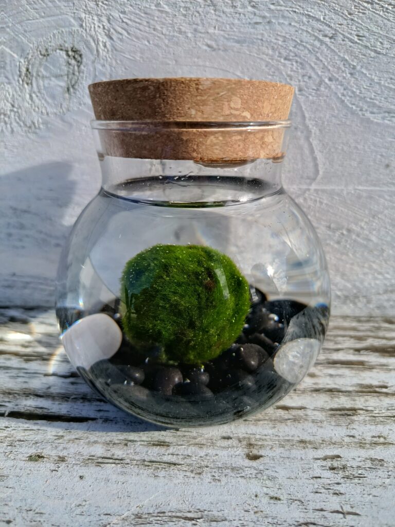 Kit marimo con piedras negras en tarro de cristal con tapón de corcho