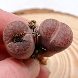 Lithops bromfieldii v. glaudinae 'Embers'