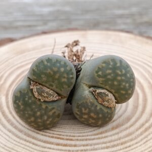 Lithops julii ‘Fullergreen’