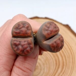 Lithops karasmontana (Orange)