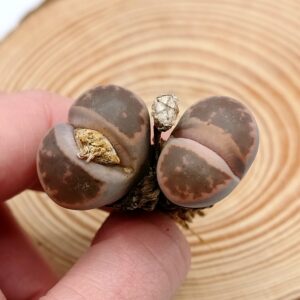 Lithops karasmontana 'Ironstone'