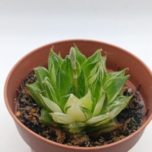 Haworthia luterosa variegata
