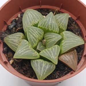 Haworthia híbrida