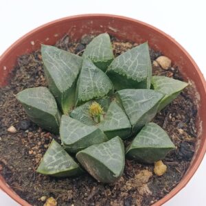 Haworthia bayeri
