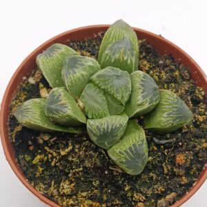 Haworthia híbrida