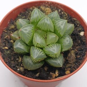 Haworthia cooperi híbrida