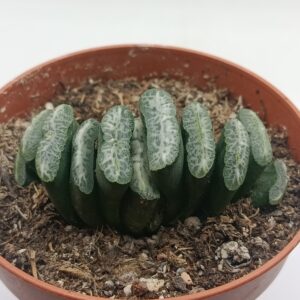 Haworthia truncata hibrida
