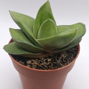 Gasteria híbrida