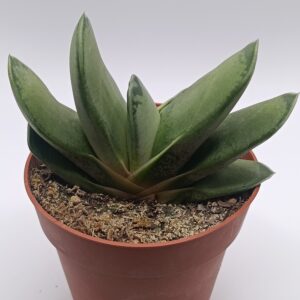 Gasteria híbrida